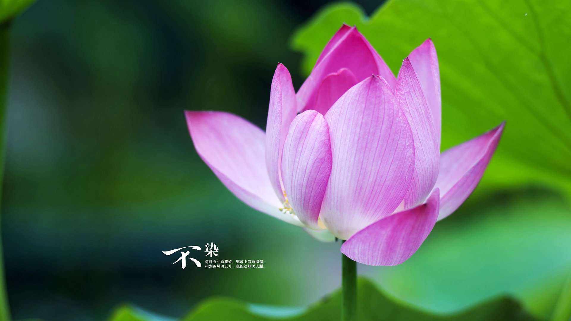 巴斯托尼比巨星还亮眼!阿尔及利亚文明绞肉机撕碎奥地利